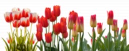 tulip-3024741_1920.png